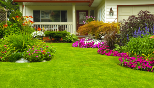 perennial plants